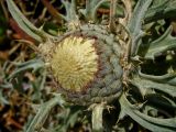 Atractylis carduus. Соцветие. Израиль, Шарон, г. Герцлия, высокий берег Средиземного моря. 23.04.2008.