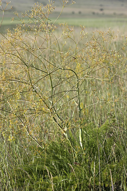 Изображение особи Ferula karatavica.