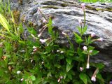 Epilobium hornemannii