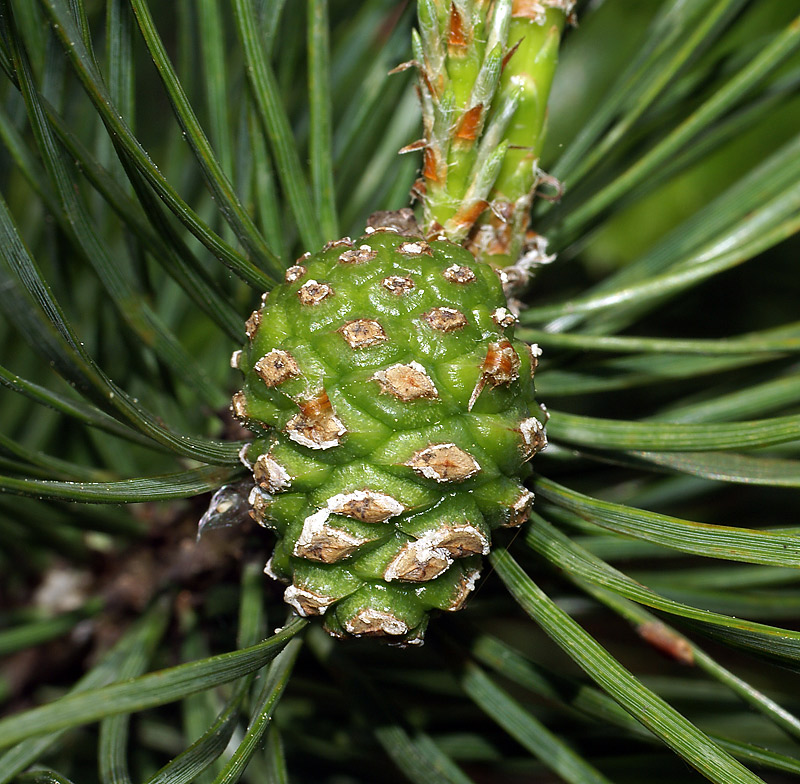 Женские и мужские шишки образуются. Pinus Sylvestris шишки. Pinus Sylvestris шишка. Голосеменные сосна обыкновенная. Сосна Массона шишки.