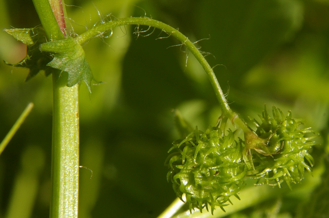 Image of Medicago arabica specimen.