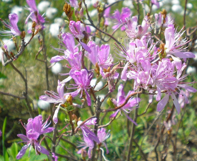 Image of Rhododendron canadense specimen.