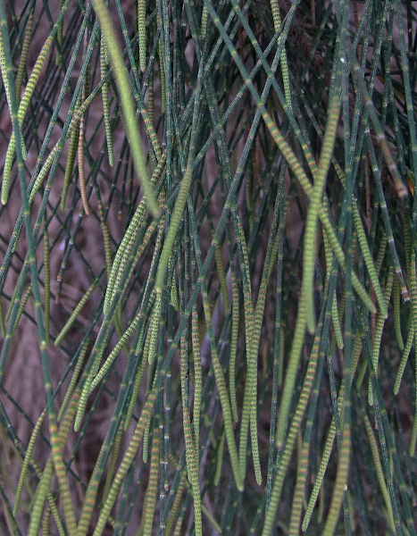Изображение особи Casuarina equisetifolia.