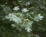 Crataegus rhipidophylla. Ветвь с незрелыми плодами. Курская обл., г. Железногорск, ур. Опажье. 6 августа 2007 г.