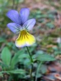 Viola tricolor. Цветок. Смоленск, лесопарк Красный бор. 17.06.2011.