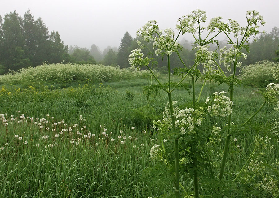 Изображение особи Anthriscus sylvestris.