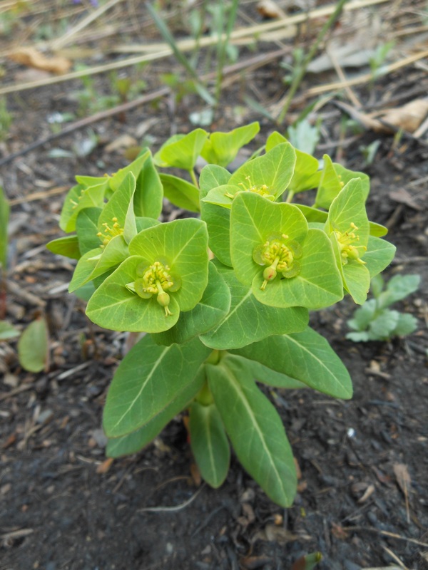 Изображение особи Euphorbia komaroviana.