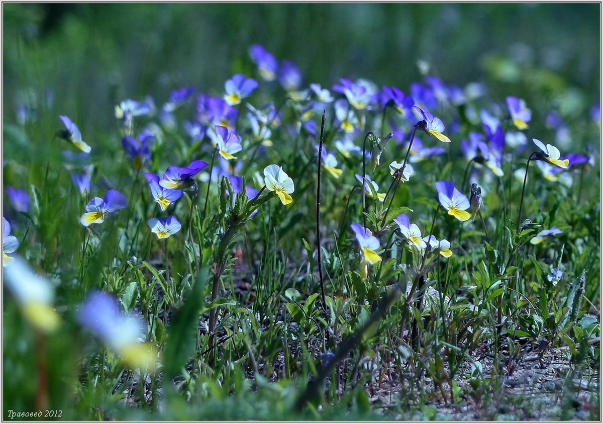 Изображение особи Viola tricolor.