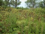 Archangelica officinalis. Заросли цветущих растений. Курская обл., г. Железногорск, плотина вдхр. на р. Погарщина. 5 июля 2007 г.