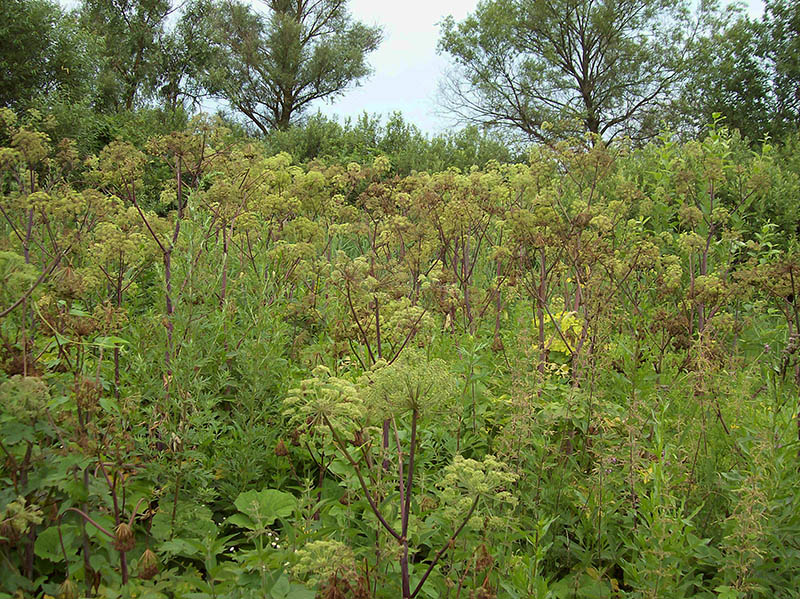 Изображение особи Archangelica officinalis.