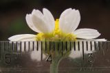 Anthemis ruthenica