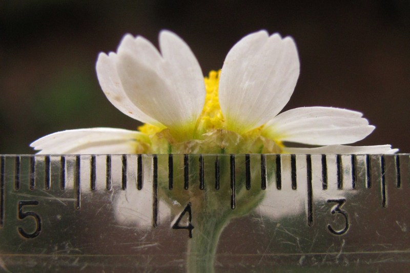 Изображение особи Anthemis ruthenica.