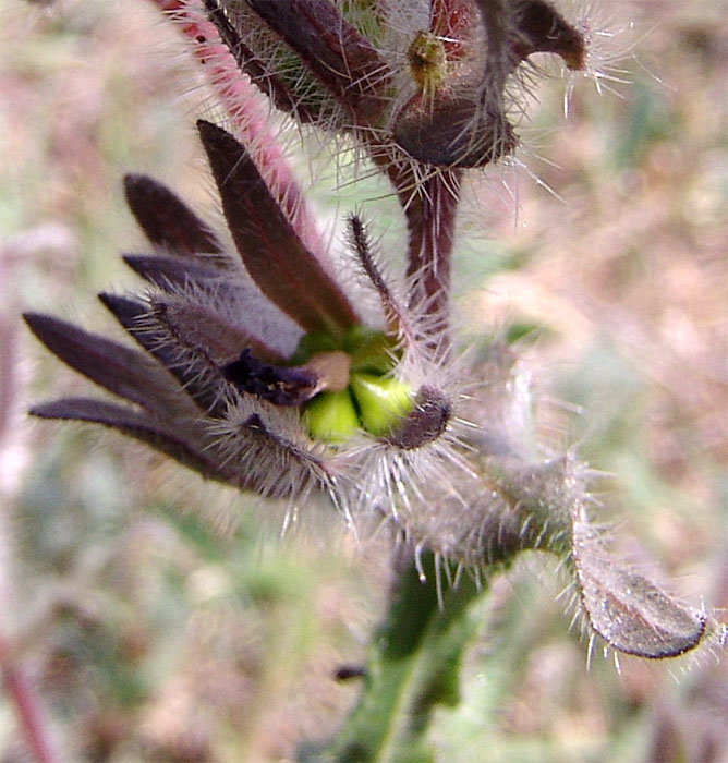 Image of Onosma polychroma specimen.