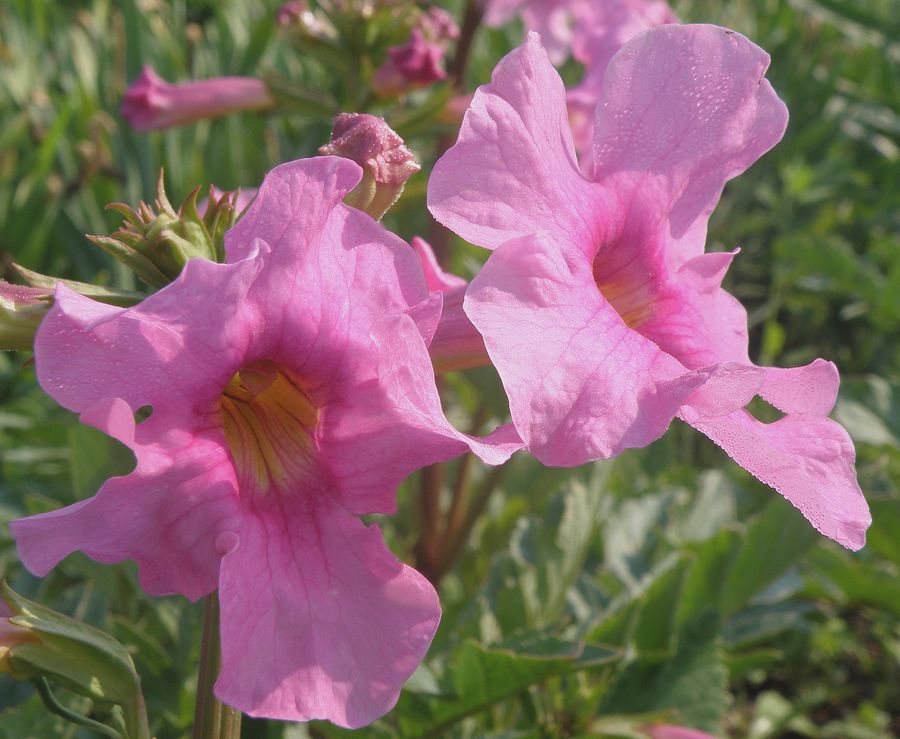 Image of Incarvillea delavayi specimen.