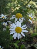 Tripleurospermum inodorum