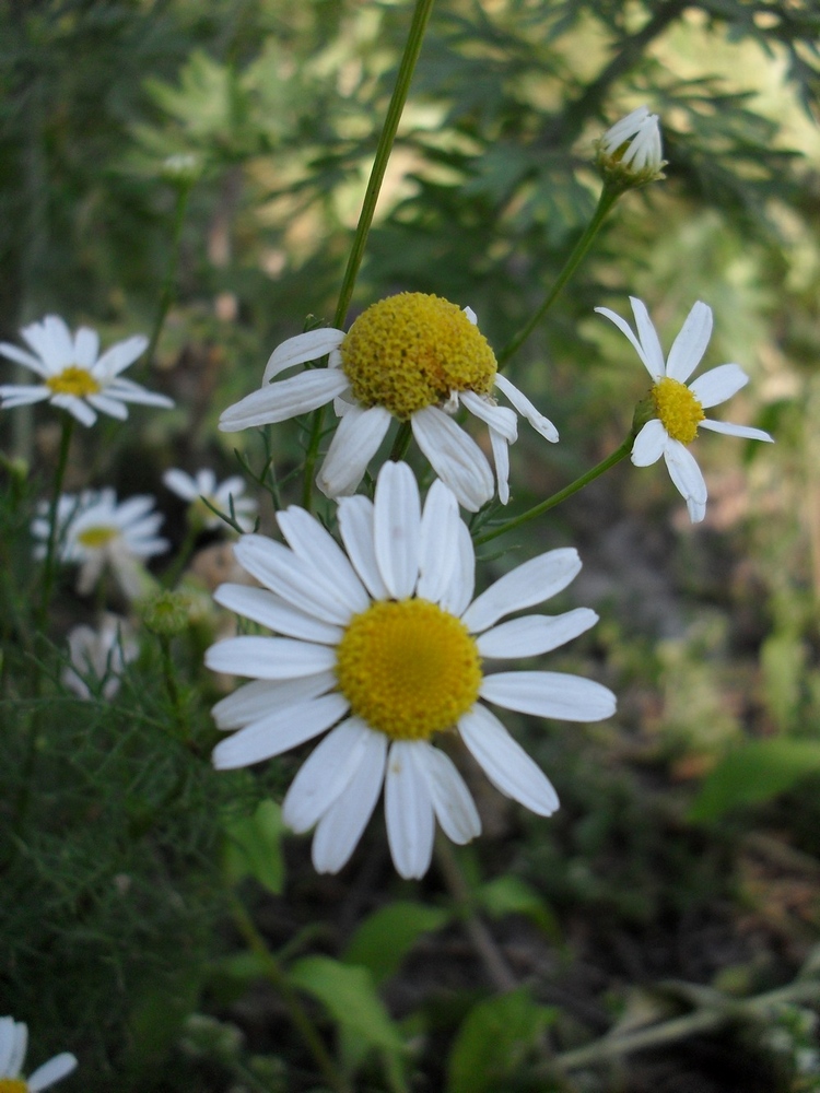 Изображение особи Tripleurospermum inodorum.