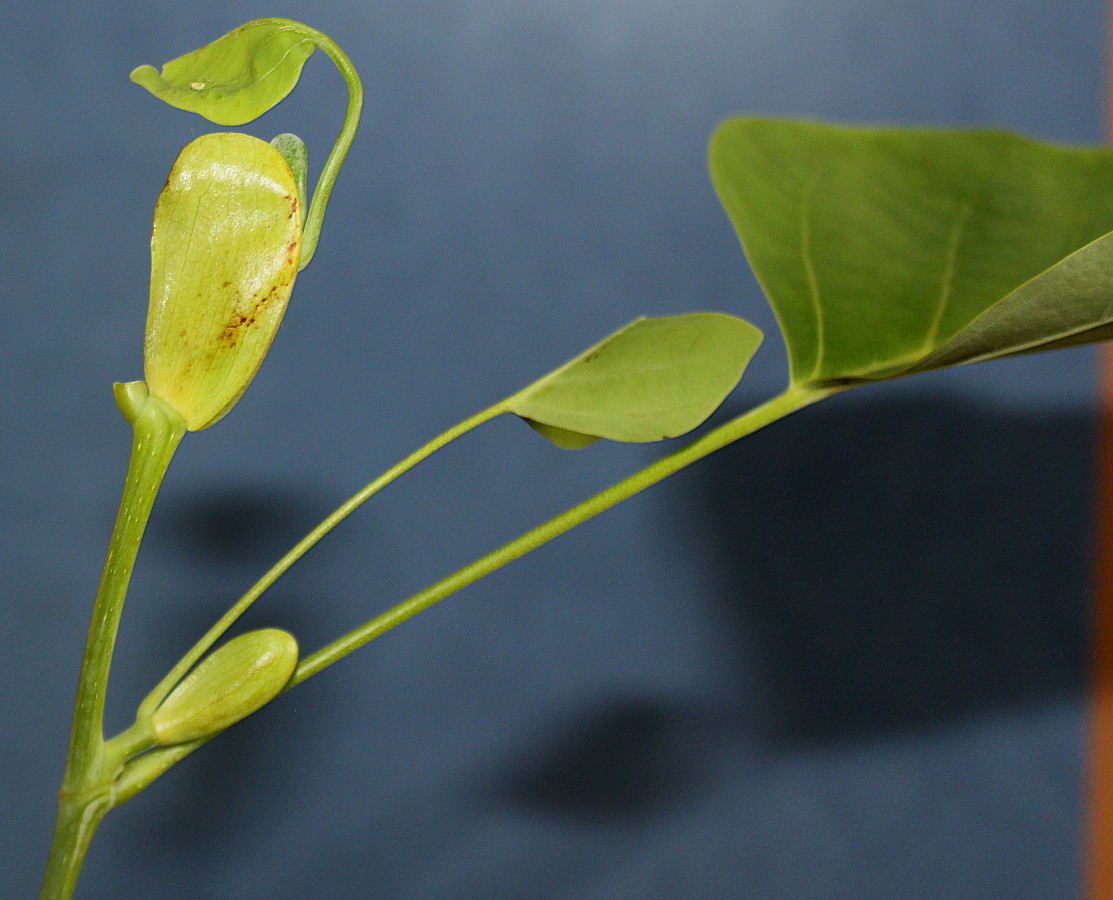 Image of Liriodendron tulipifera specimen.