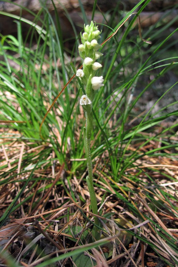 Изображение особи Goodyera repens.