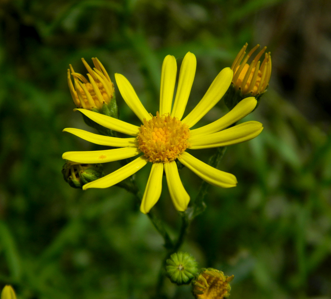 Image of Senecio jacobaea specimen.