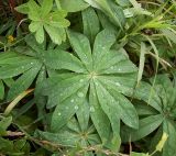 Lupinus polyphyllus