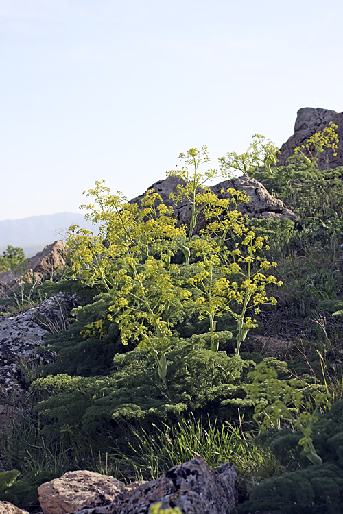 Image of Ferula tenuisecta specimen.