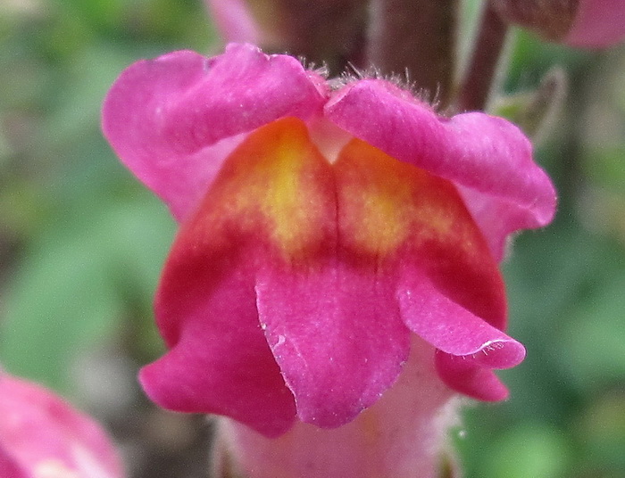 Изображение особи род Antirrhinum.