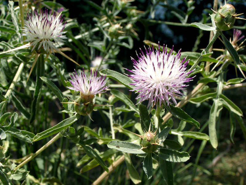 Изображение особи Centaurea iberica.