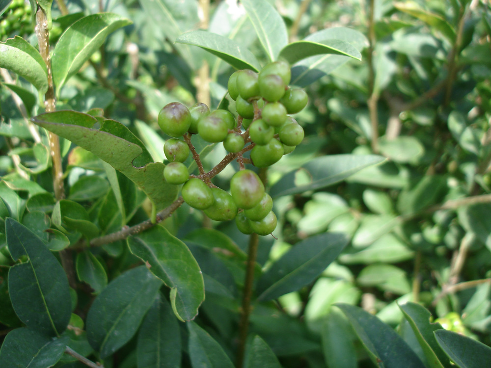 Изображение особи Ligustrum vulgare.