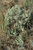 Eryngium campestre. Цветущее растение. Волгоградская обл., Дубовский р-н, окр. лагеря \"Зелёная волна\". 18.07.2012.