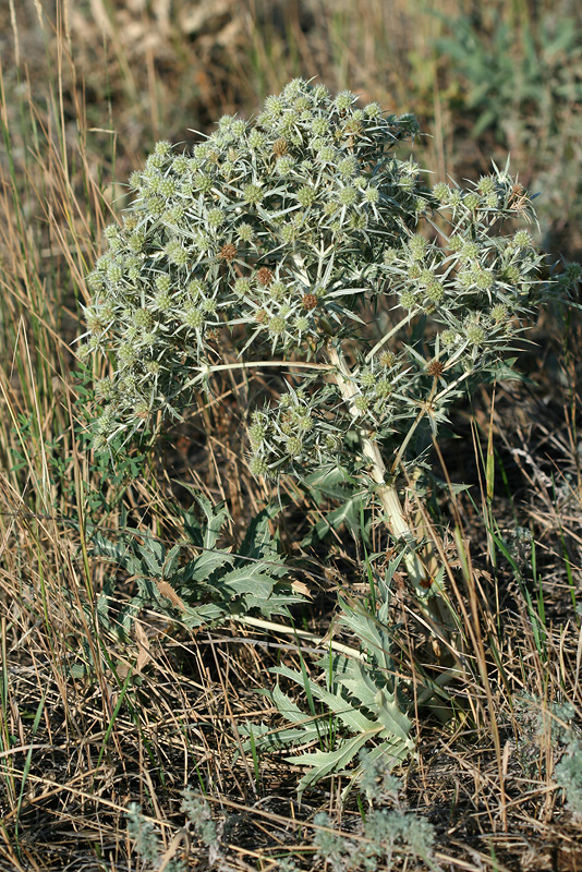 Image of Eryngium campestre specimen.