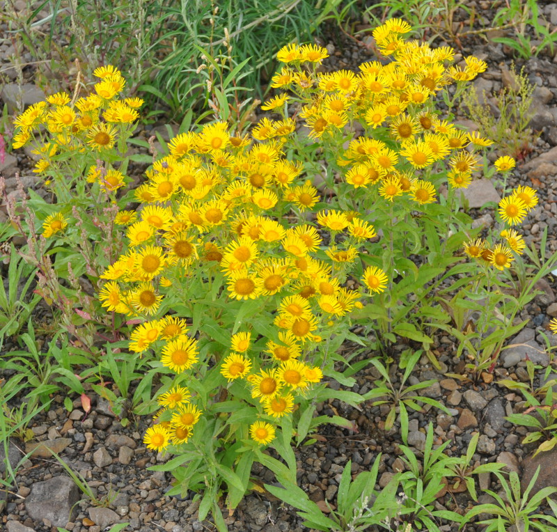 Image of Inula britannica specimen.