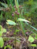 Maianthemum bifolium. Верхушка плодоносящего растения. Тверская обл., Жарковский р-н, сырой еловый лес. 29.08.2012.