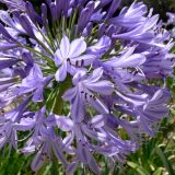 Agapanthus africanus. Часть соцветия. Испания, автономное сообщество Каталония, провинция Барселона, Комарка Барселонес, г. Барселона, парк Гуэля. 8 июля 2012 г.