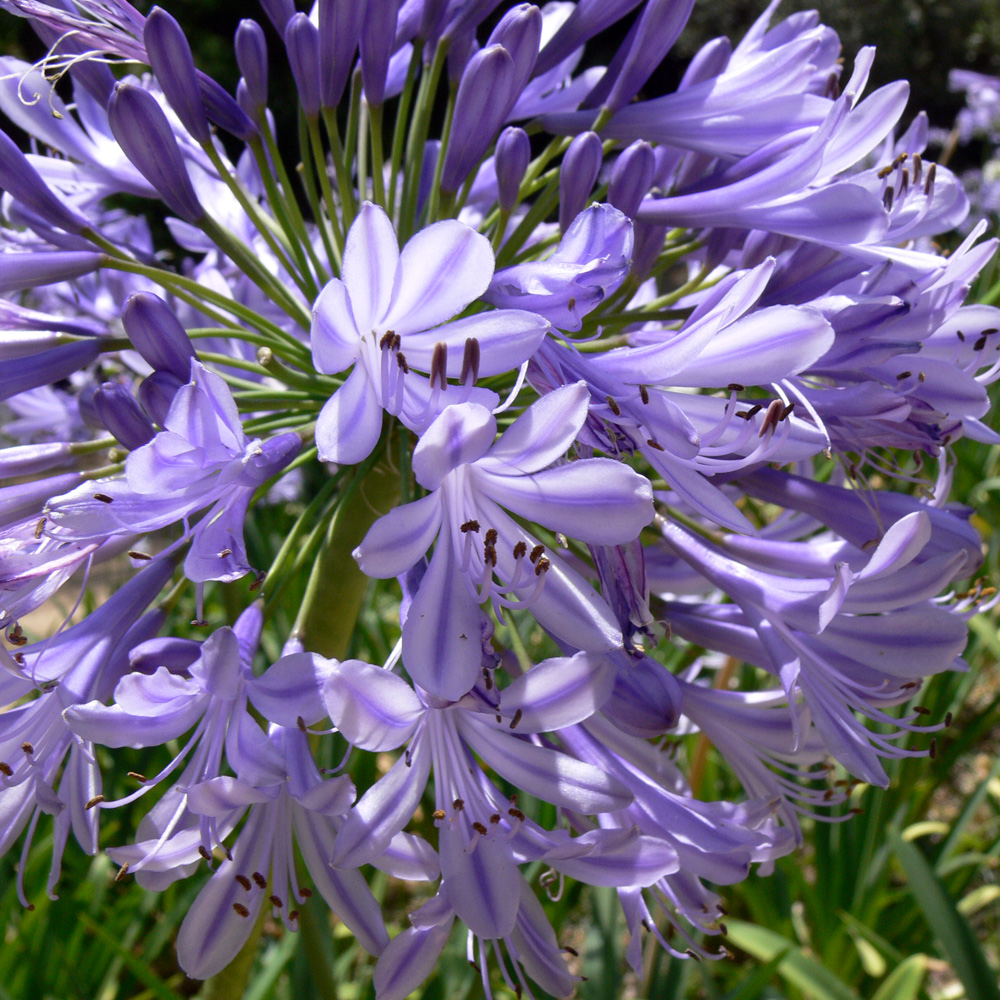 Image of Agapanthus africanus specimen.