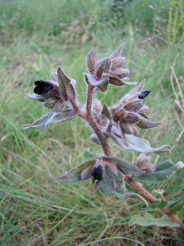 Image of Nonea rossica specimen.