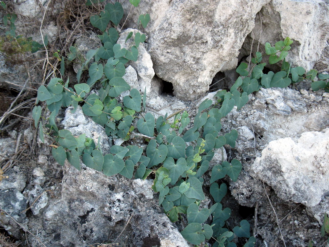 Image of Cynanchum acutum specimen.