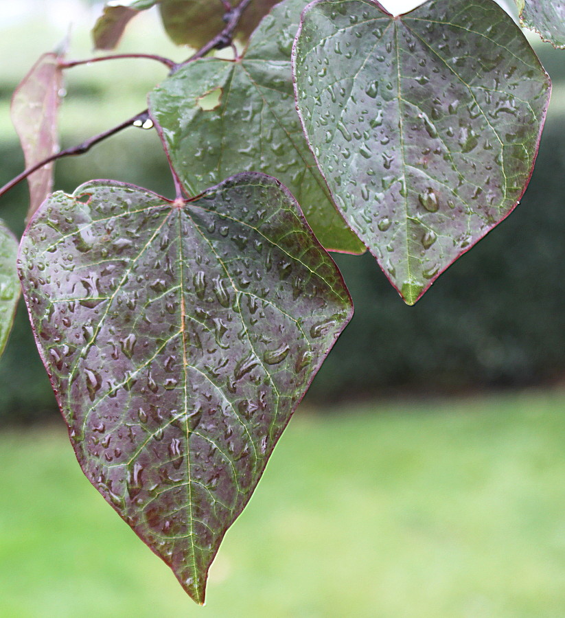 Image of Cercis canadensis specimen.