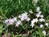 Claytonia virginica