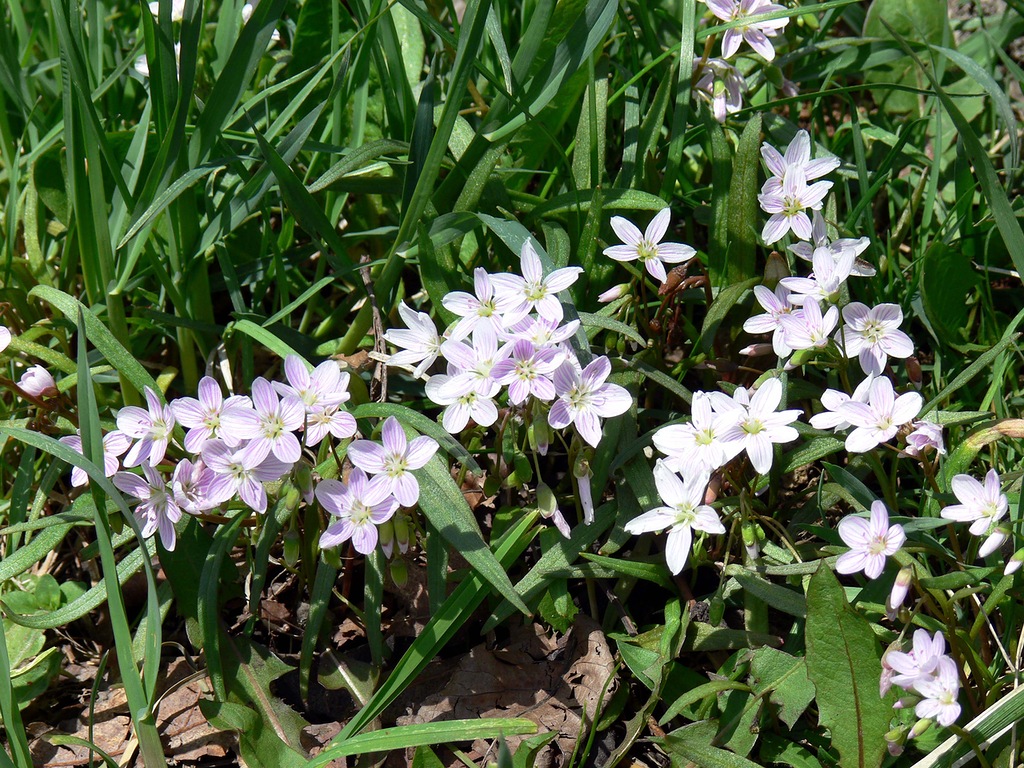 Изображение особи Claytonia virginica.