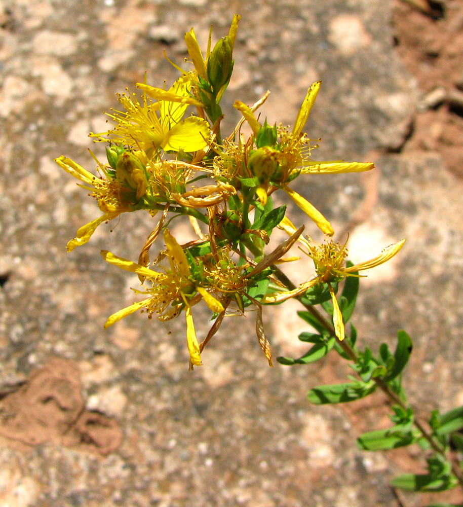 Изображение особи Hypericum veronense.