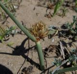 Cyperus capitatus. Плодоносящее растение, полузанесённое песком. Испания, г. Валенсия, резерват Альбуфера (Albufera de Valencia), подвижная часть дюны. 6 апреля 2012 г.