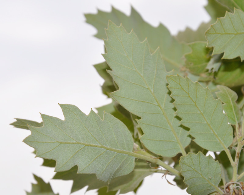 Изображение особи Quercus ithaburensis ssp. macrolepis.