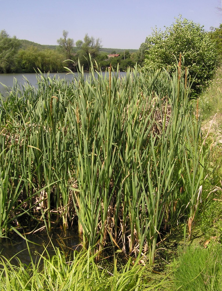 Image of Typha &times; glauca specimen.
