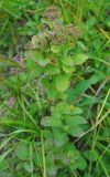 Spiraea betulifolia. Верхушка плодоносящего растения. Хабаровский край, Амурские столбы. 23.07.2012.