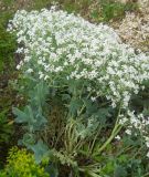 Crambe maritima