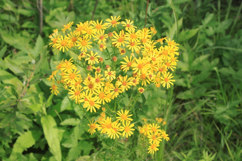 Изображение особи Senecio erucifolius.