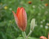 Lilium pensylvanicum