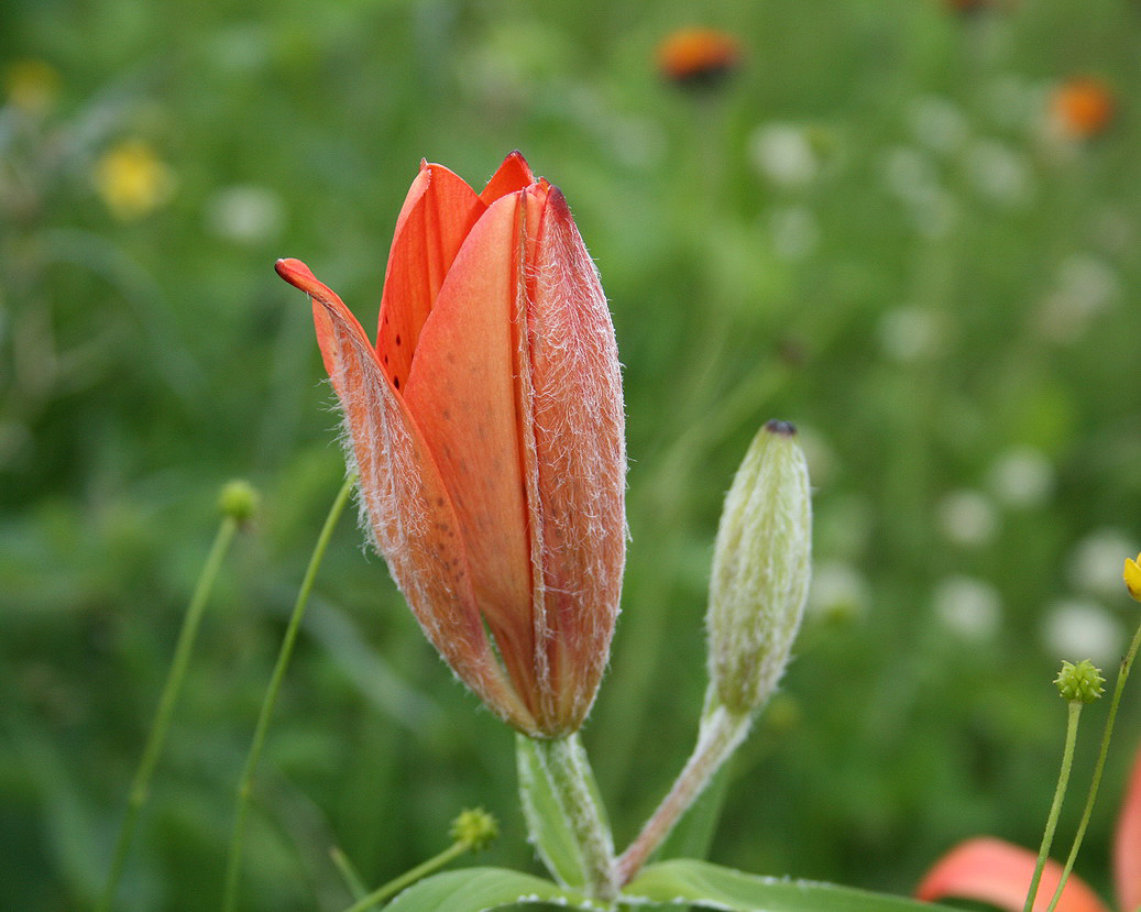 Изображение особи Lilium pensylvanicum.