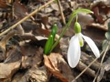 Galanthus plicatus