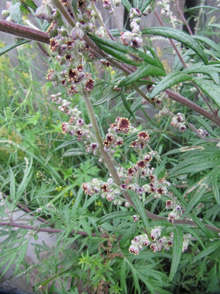 Изображение особи Artemisia vulgaris.